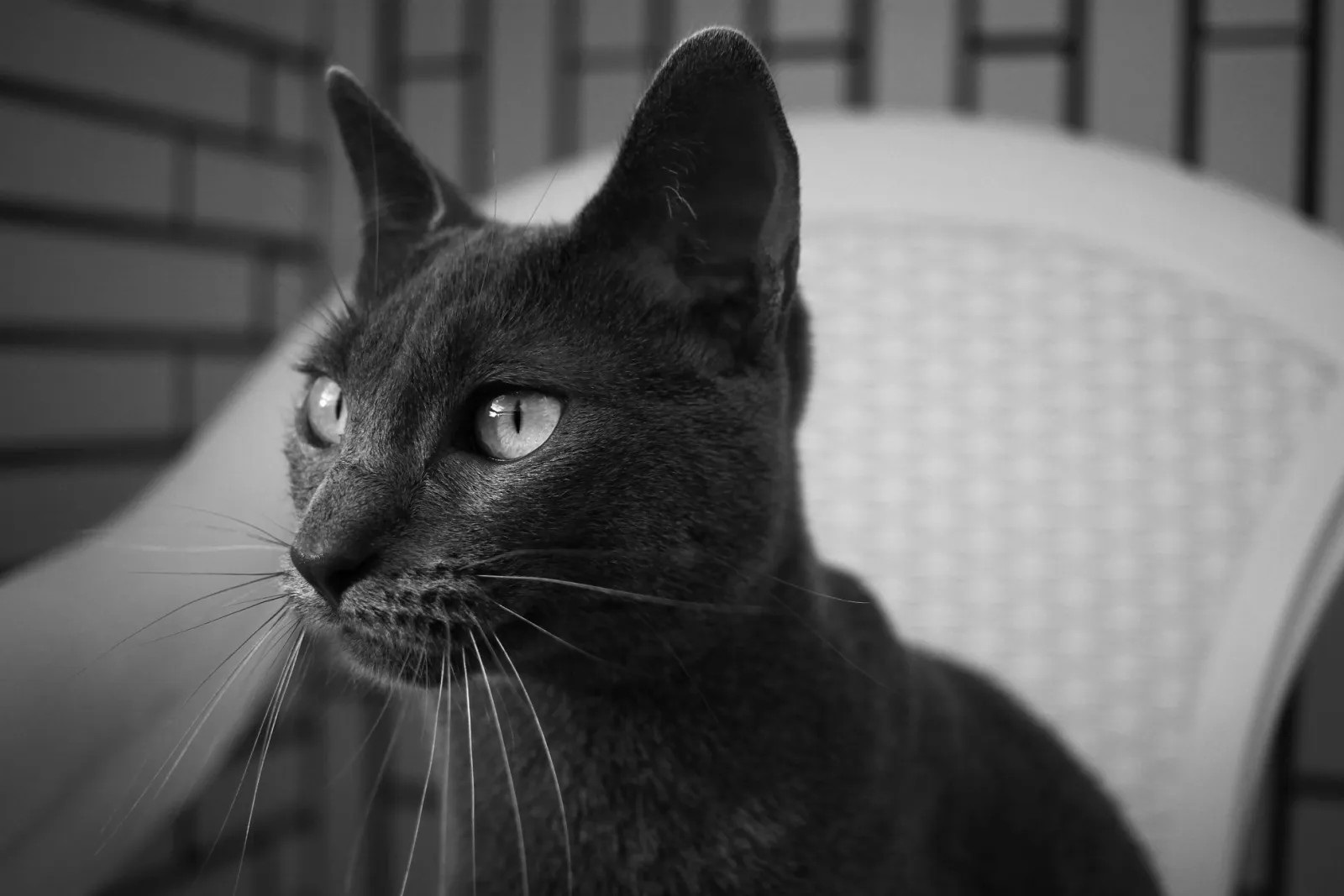 A Sashimi, a gata dona da PURR